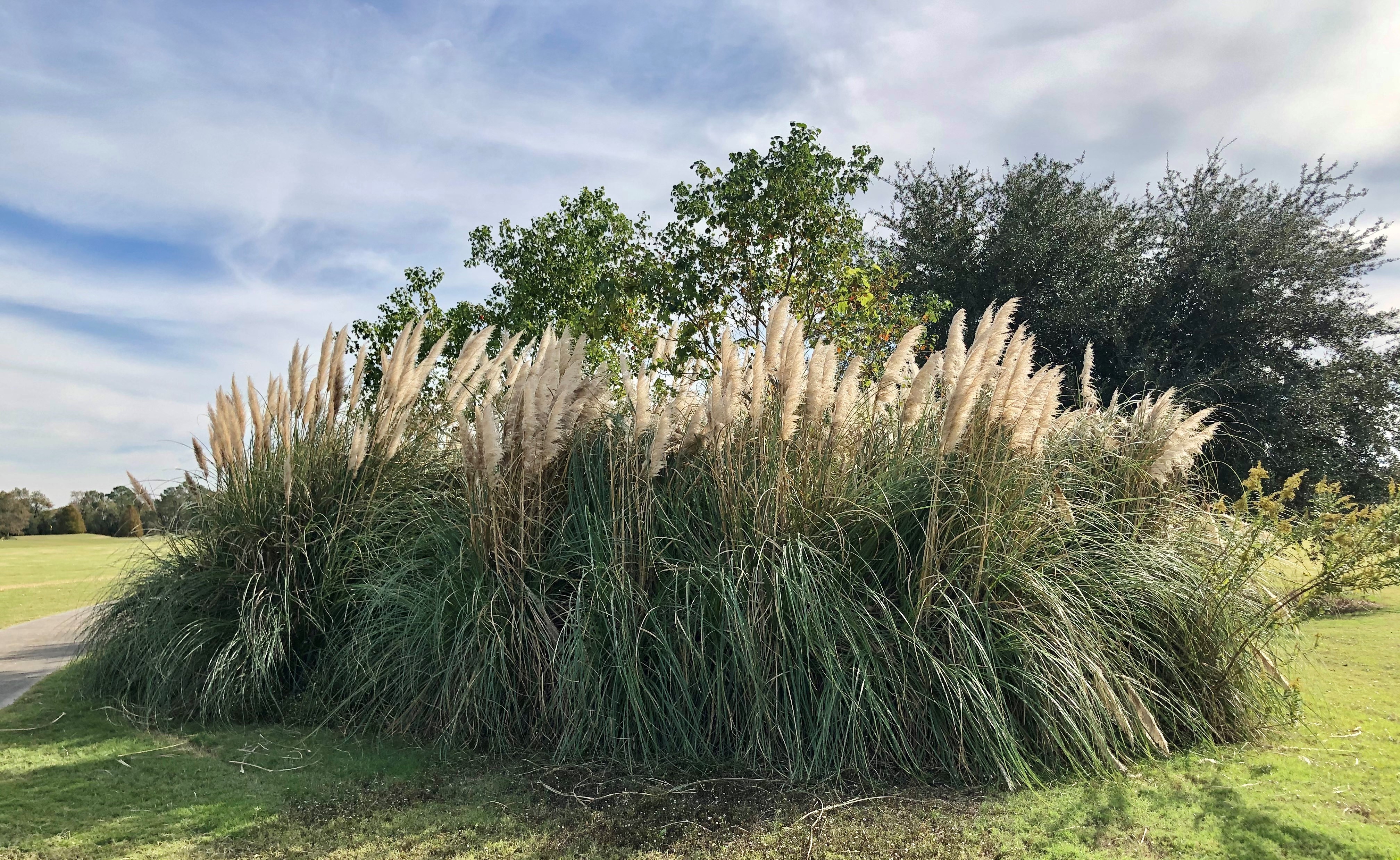 Use ornamental grass plumes for home décor 
